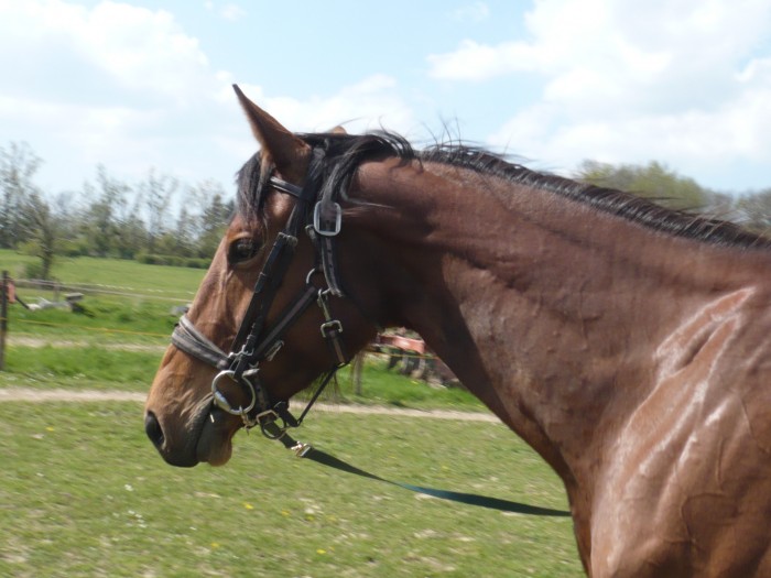 Photo de profil de louvyator