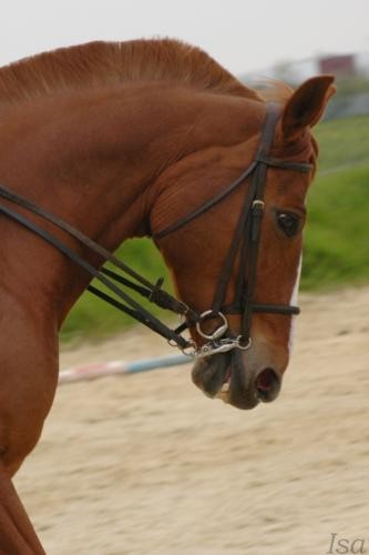 Photo de profil de harpebacchus
