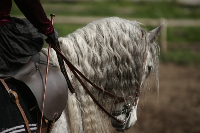 Photo de profil de cochereamazone