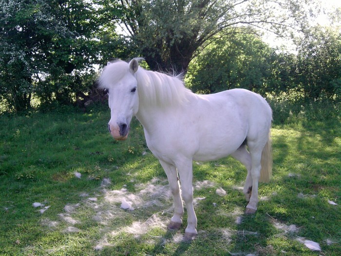 Photo de profil de polyforever
