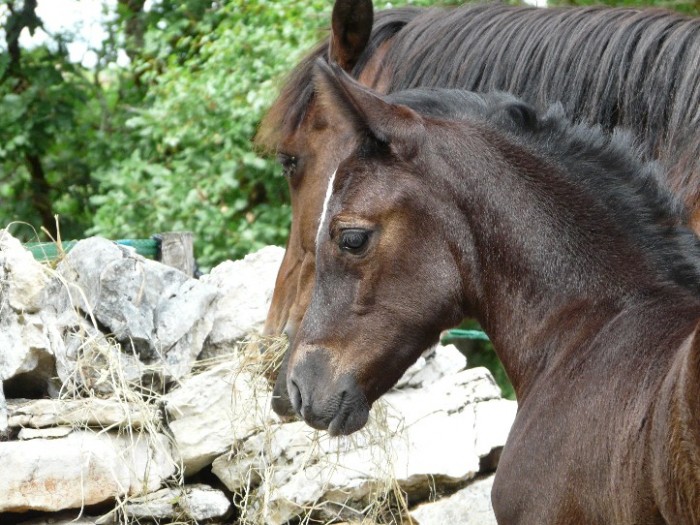 Photo de profil de chevauxm