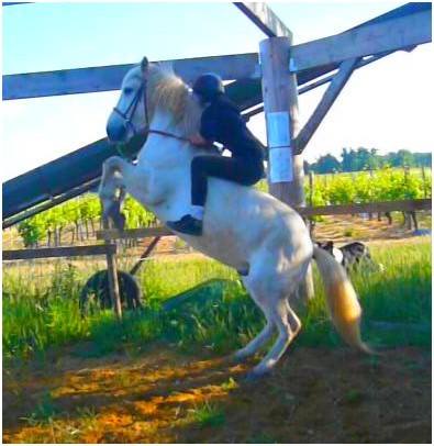 Photo de profil de pouney