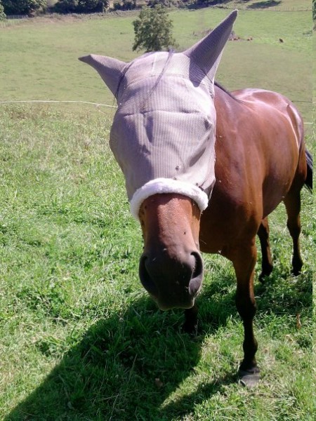 Photo de profil de cheval19