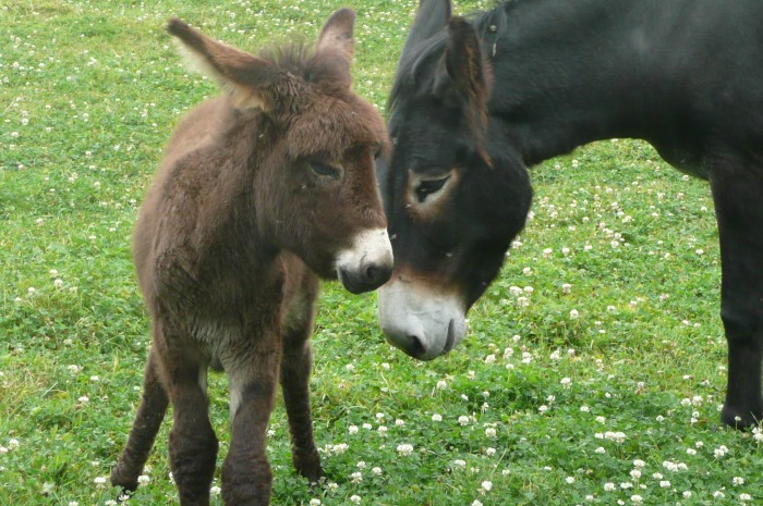 Photo de profil de corinnefeutre