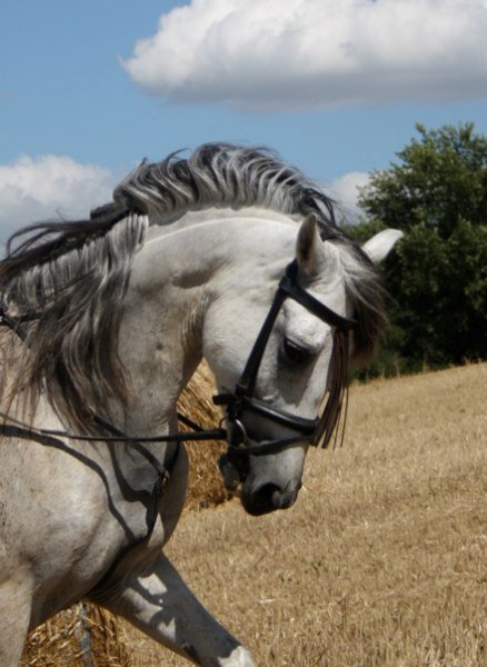 Photo de profil de saiko