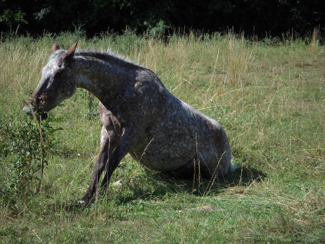 Photo de profil de naledane