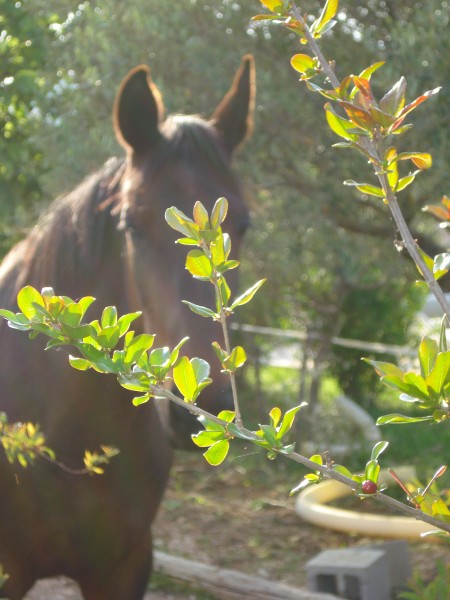 Photo de profil de rhapsodie
