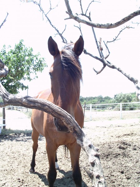 Photo de profil de horsexlaura