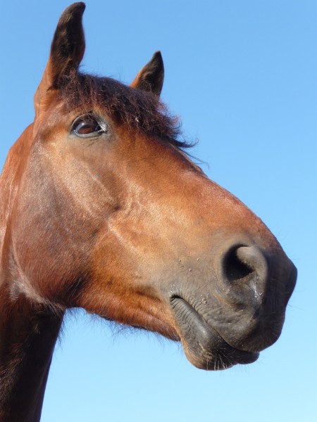 Photo de profil de mousquetaire34