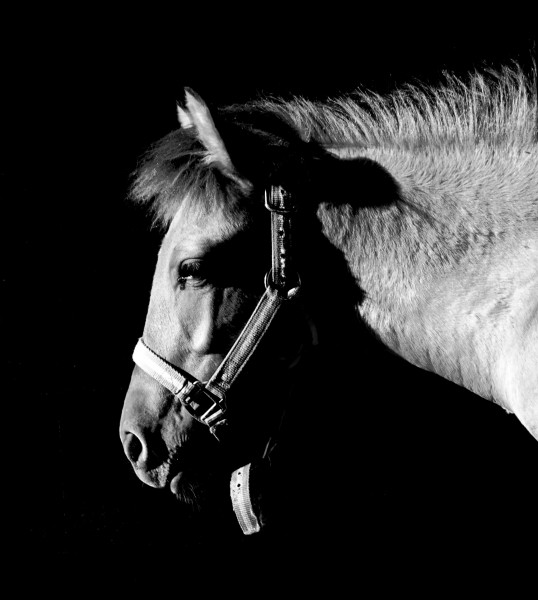 Photo de profil de bellefeegore