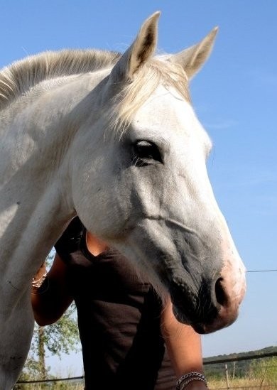 Photo de profil de moustique30