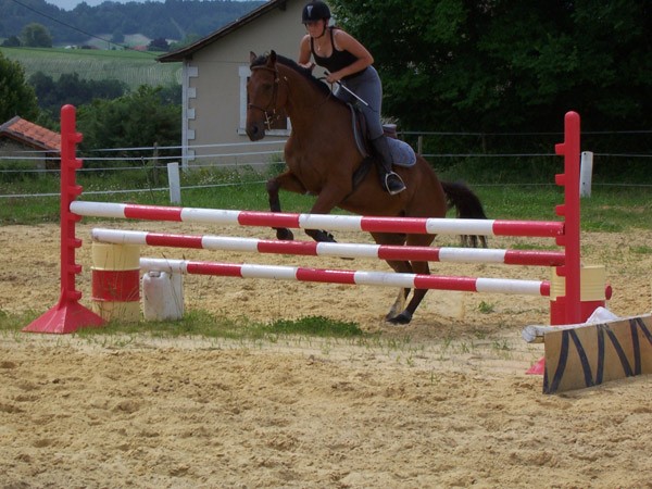 Photo de profil de chevaux30