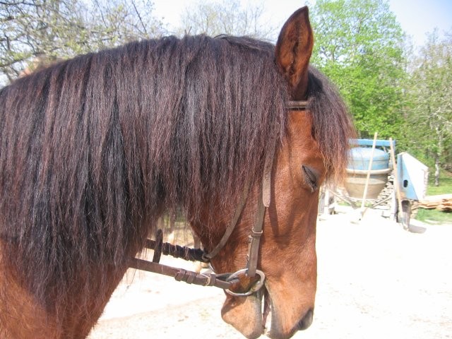 Photo de profil de chevauxloves