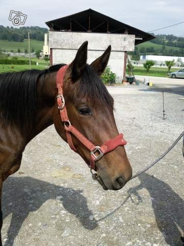 Photo de profil de soulayka