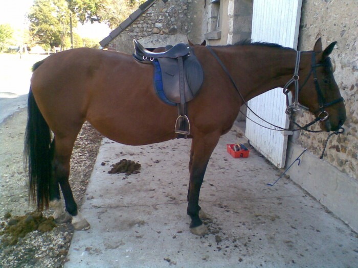 Photo de profil de horse-frison