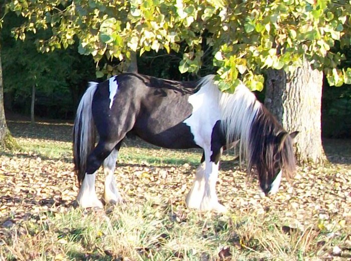 Photo de profil de annelaurejars