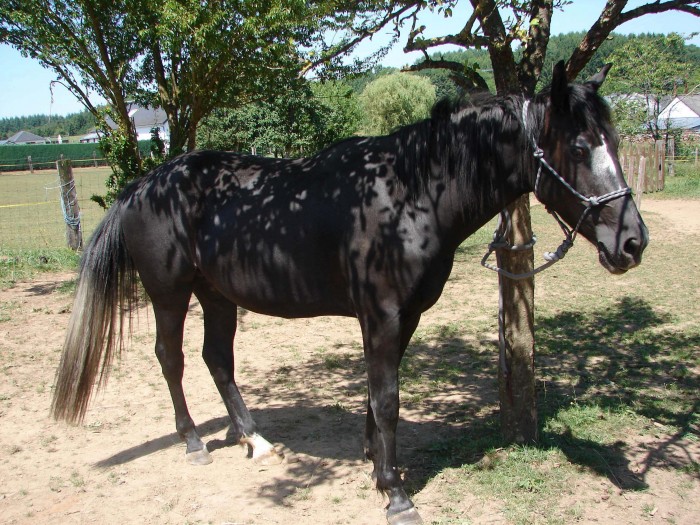 Photo de profil de clolucky