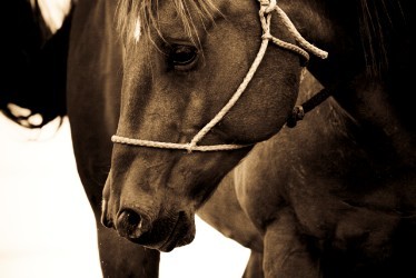 Photo de profil de swankris