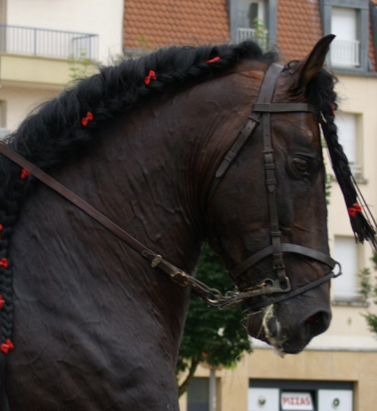 Photo de profil de equidestra