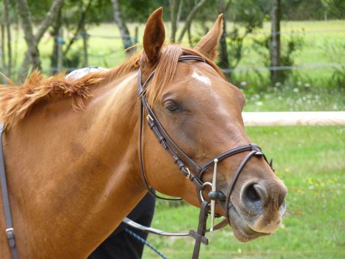 Photo de profil de pursang4ans