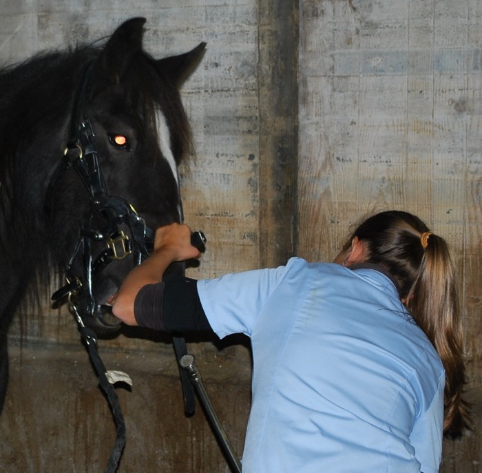 Photo de profil de dentisteequin16