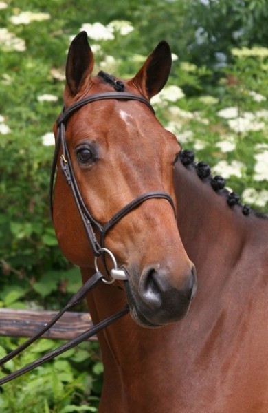 Photo de profil de horse.