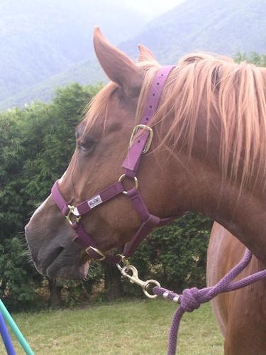 Photo de profil de caliidou