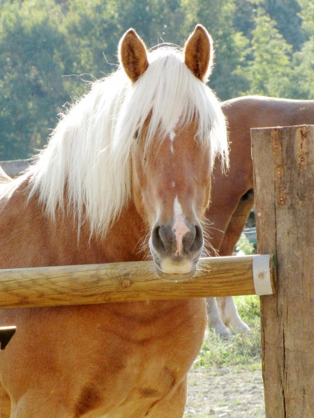 Photo de profil de prunedelacavale