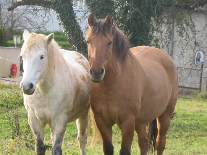 Photo de profil de poneys25