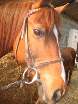 Photo de profil de safiia61