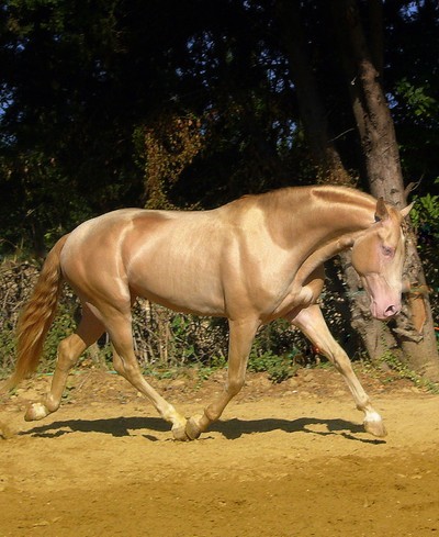 Photo de profil de horse28