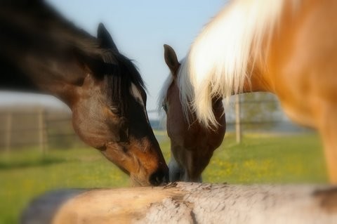 Photo de profil de monchoux