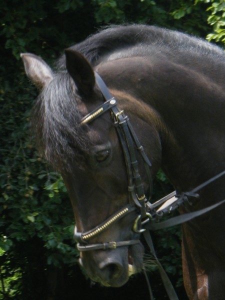 Photo de profil de erwandila