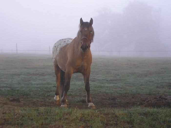 Photo de profil de coraliphenix