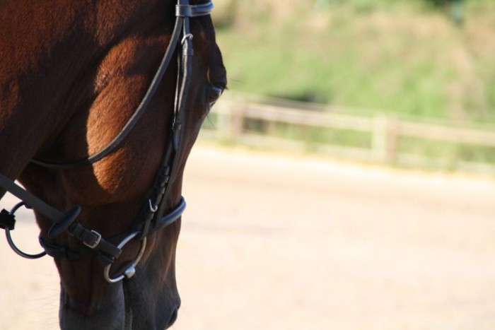 Photo de profil de clem_ox