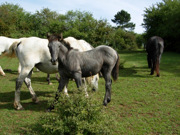 Photo de profil de fannhorse