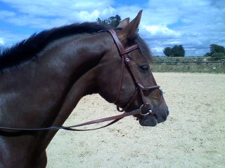 Photo de profil de highlander