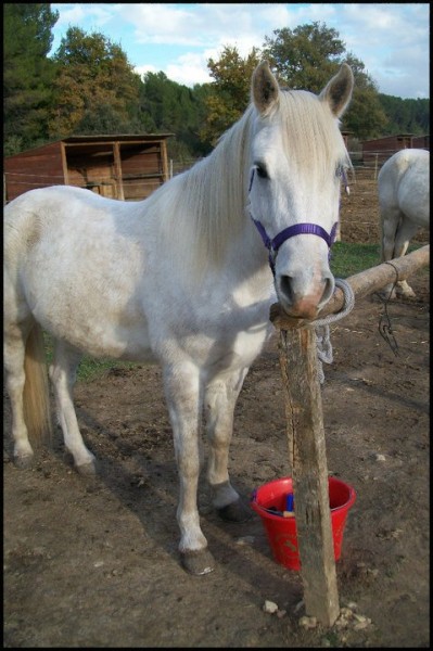 Photo de profil de chevalgrand