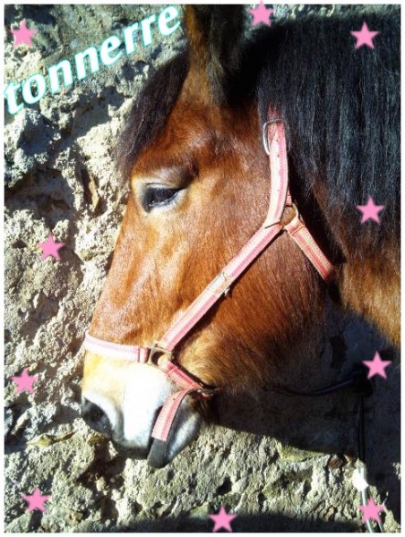 Photo de profil de tonnerremichael