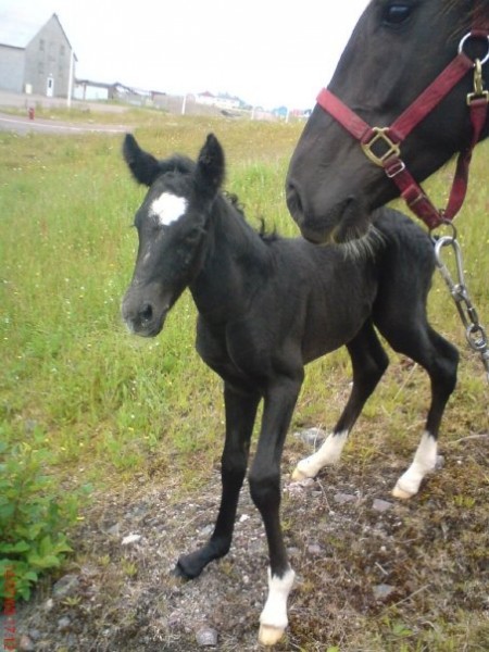 Photo de profil de galowe