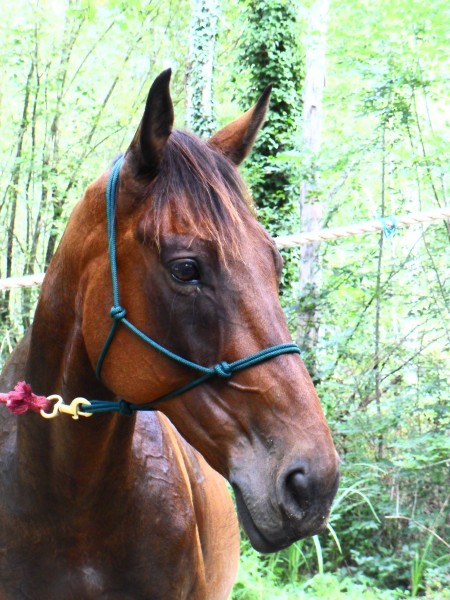 Photo de profil de chaperonrouge