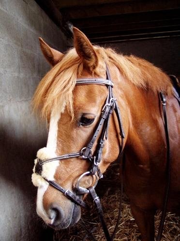 Photo de profil de lucmyamor