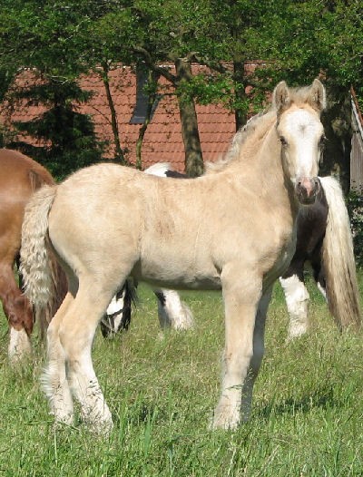 Photo de profil de irishtinker