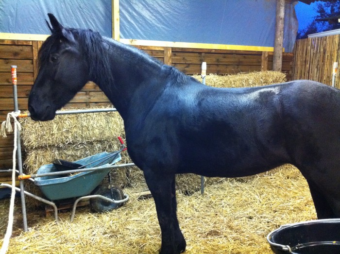 Photo de profil de edelweiss2