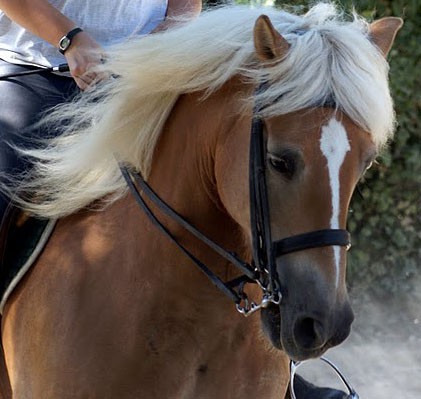 Photo de profil de mazilou