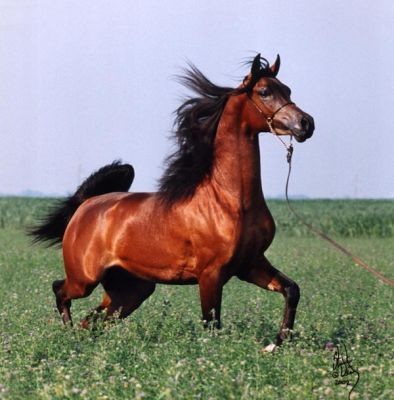 Photo de profil de wchevalpassion