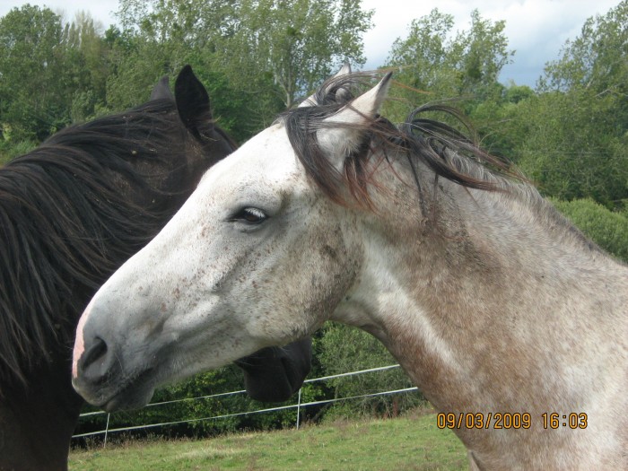 Photo de profil de ogham14