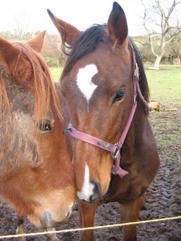 Photo de profil de eleveurchevaux