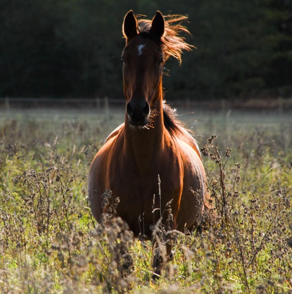 Photo de profil de kereval