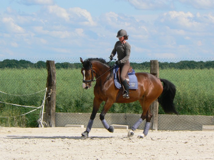 Photo de profil de drosera